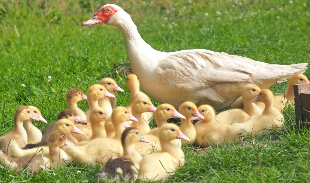 A muscovy mother duck with her ducklings.