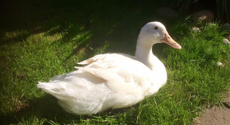 An Aylesbury duck resting on the grass.