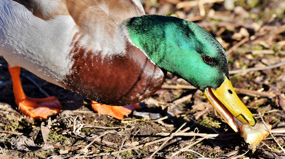 A male mallard eating 